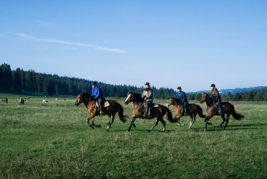 Hornus Chevaux Au Galop